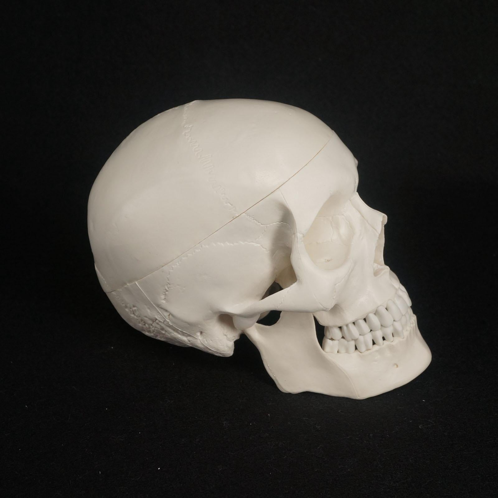 1:1 Human Skull Model High Simulation Anatomical Flexible - KiwisLove
