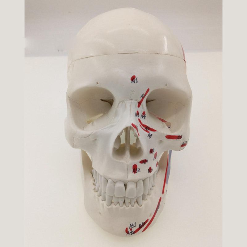 Human Muscular Color Skull Model 3 Parts Digital Indication Anatomy 1:1 - KiwisLove