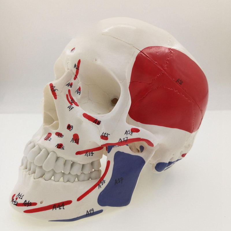 Human Muscular Color Skull Model 3 Parts Digital Indication Anatomy 1:1 - KiwisLove