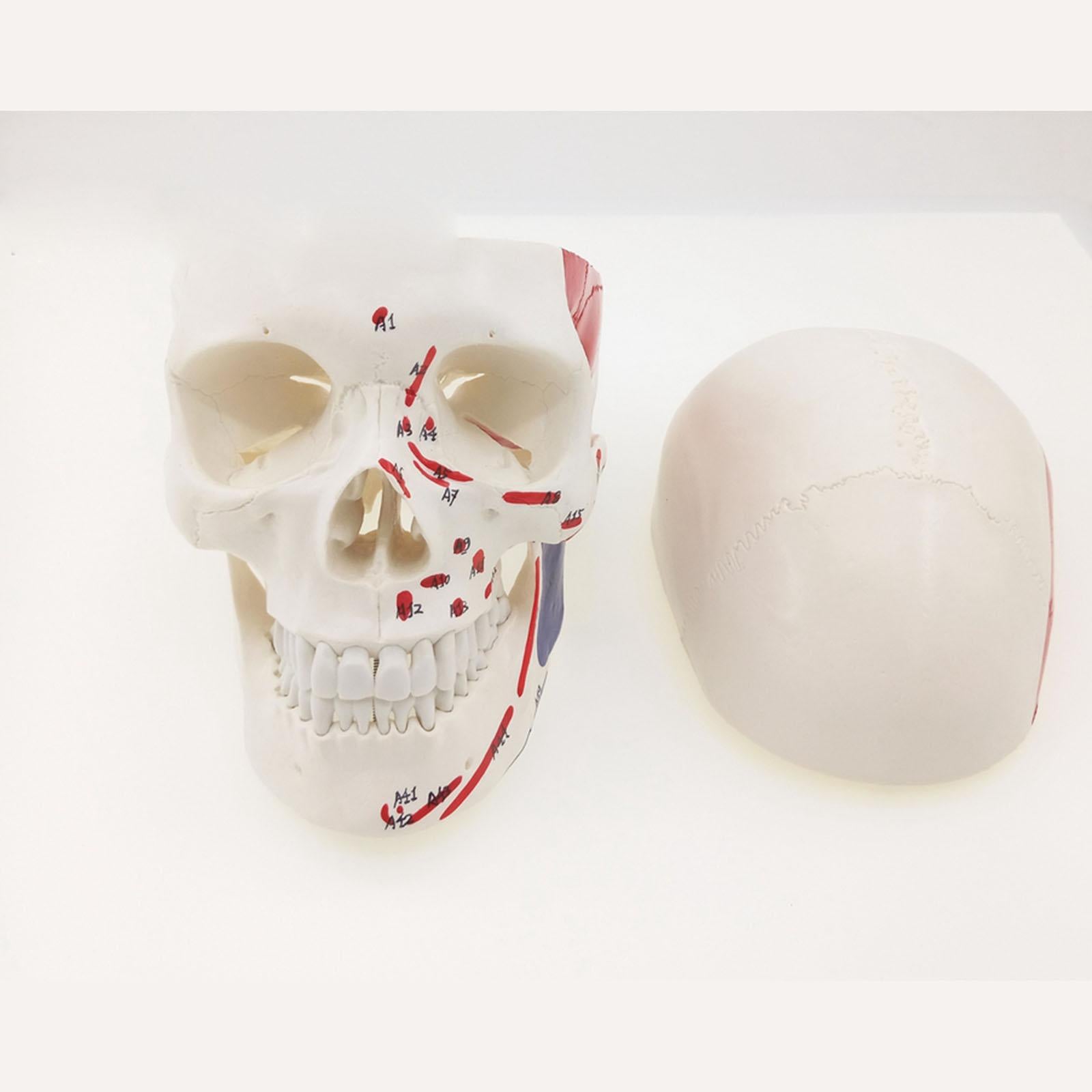 Human Muscular Color Skull Model 3 Parts Digital Indication Anatomy 1:1 - KiwisLove