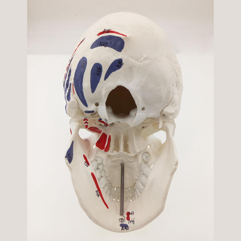 Human Muscular Color Skull Model 3 Parts Digital Indication Anatomy 1:1 - KiwisLove