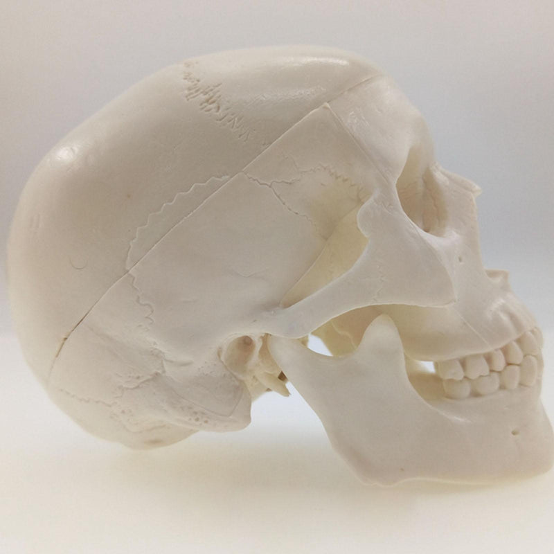 Mini Classic Human Skull Model High Simulation Anatomical Flexible - KiwisLove
