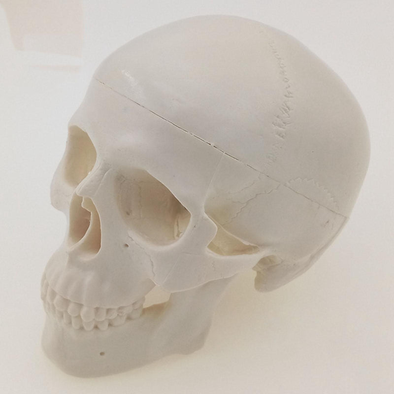 Mini Classic Human Skull Model High Simulation Anatomical Flexible - KiwisLove