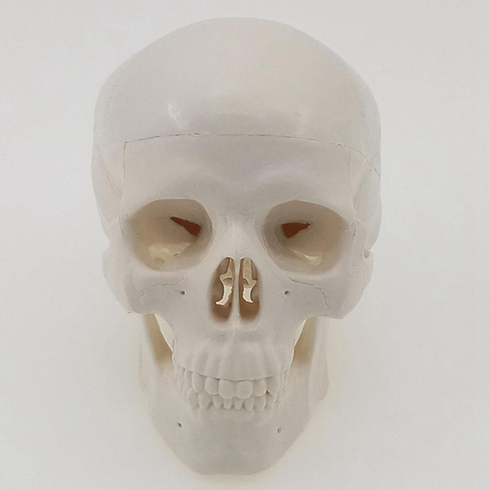 Mini Classic Human Skull Model High Simulation Anatomical Flexible - KiwisLove