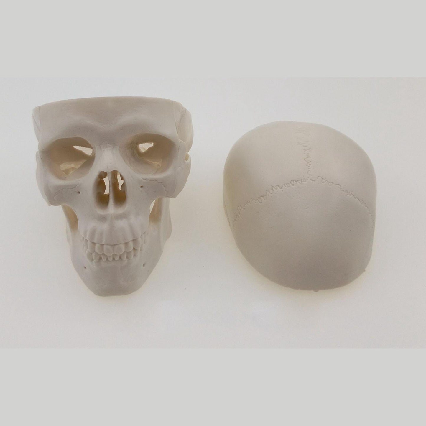 Mini Classic Human Skull Model High Simulation Anatomical Flexible - KiwisLove