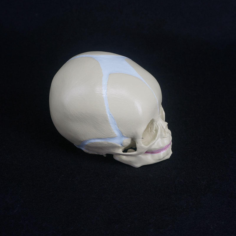 Human Fetal Baby Infant Medical Anatomical Skull Model - KiwisLove