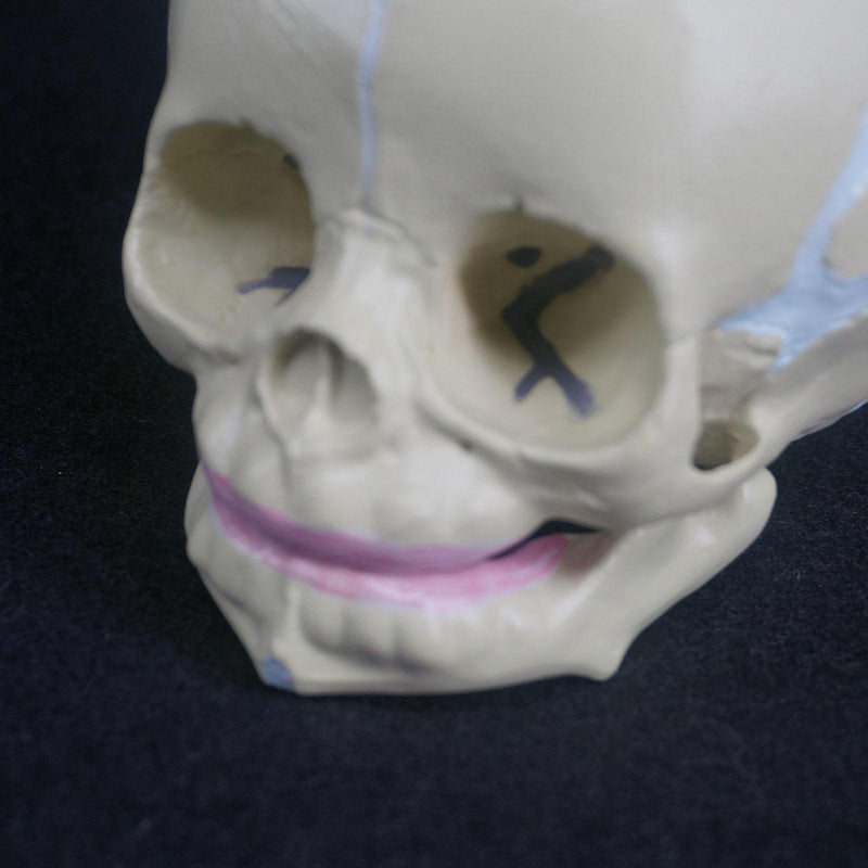 Human Fetal Baby Infant Medical Anatomical Skull Model - KiwisLove