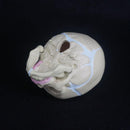 Human Fetal Baby Infant Medical Anatomical Skull Model - KiwisLove