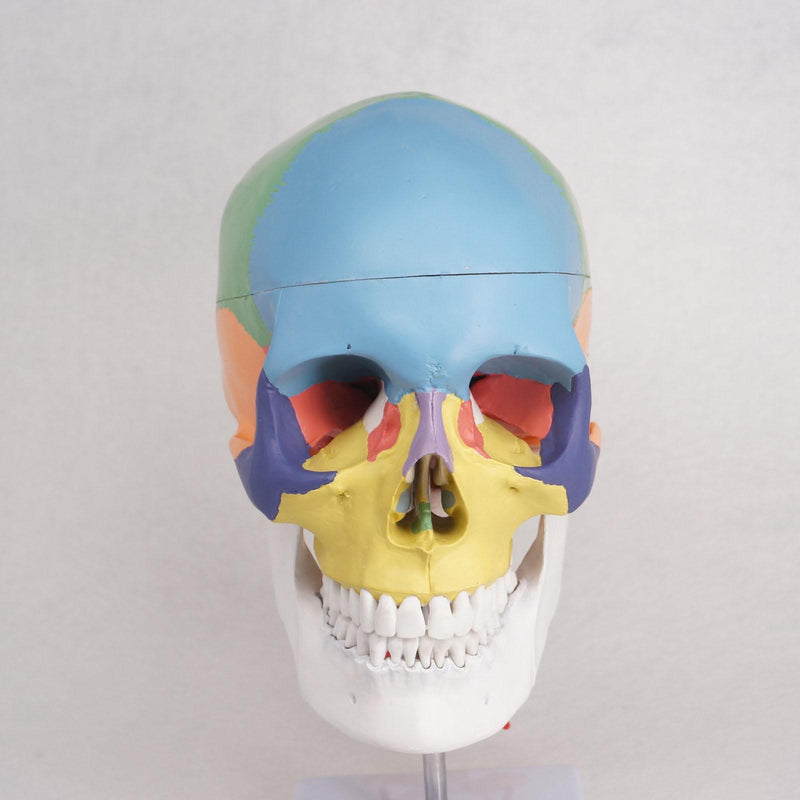 Colored Function Human Skull Cervical Vertebrae with Nerves Anatomical Didactic Model - KiwisLove