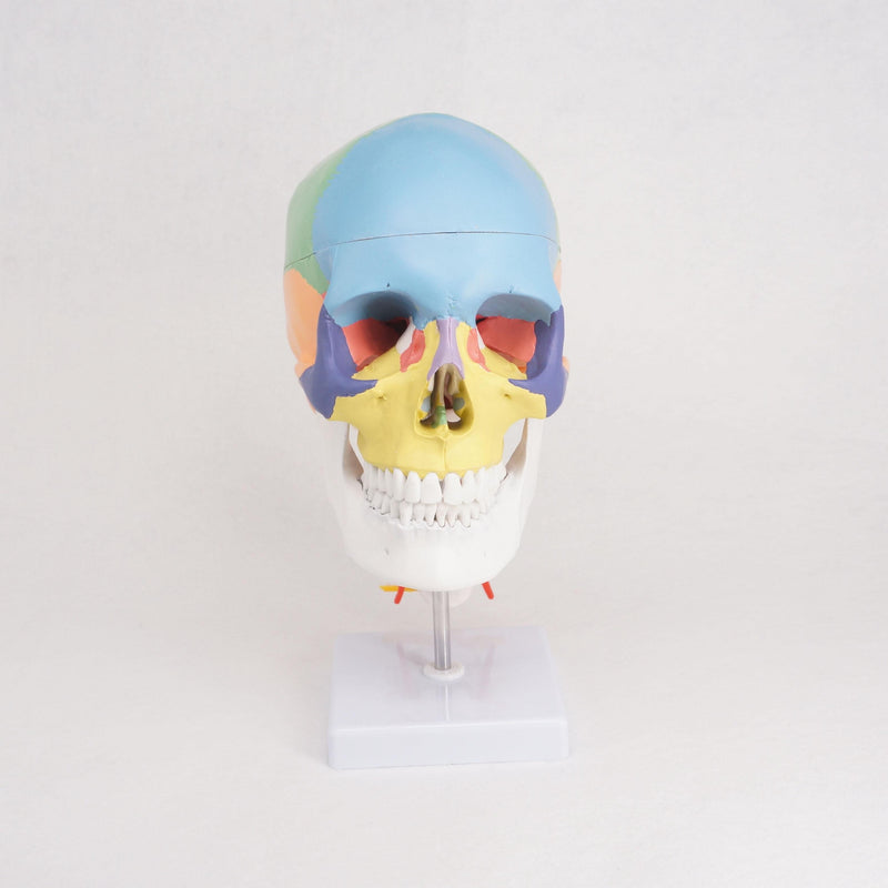 Colored Function Human Skull Cervical Vertebrae with Nerves Anatomical Didactic Model - KiwisLove