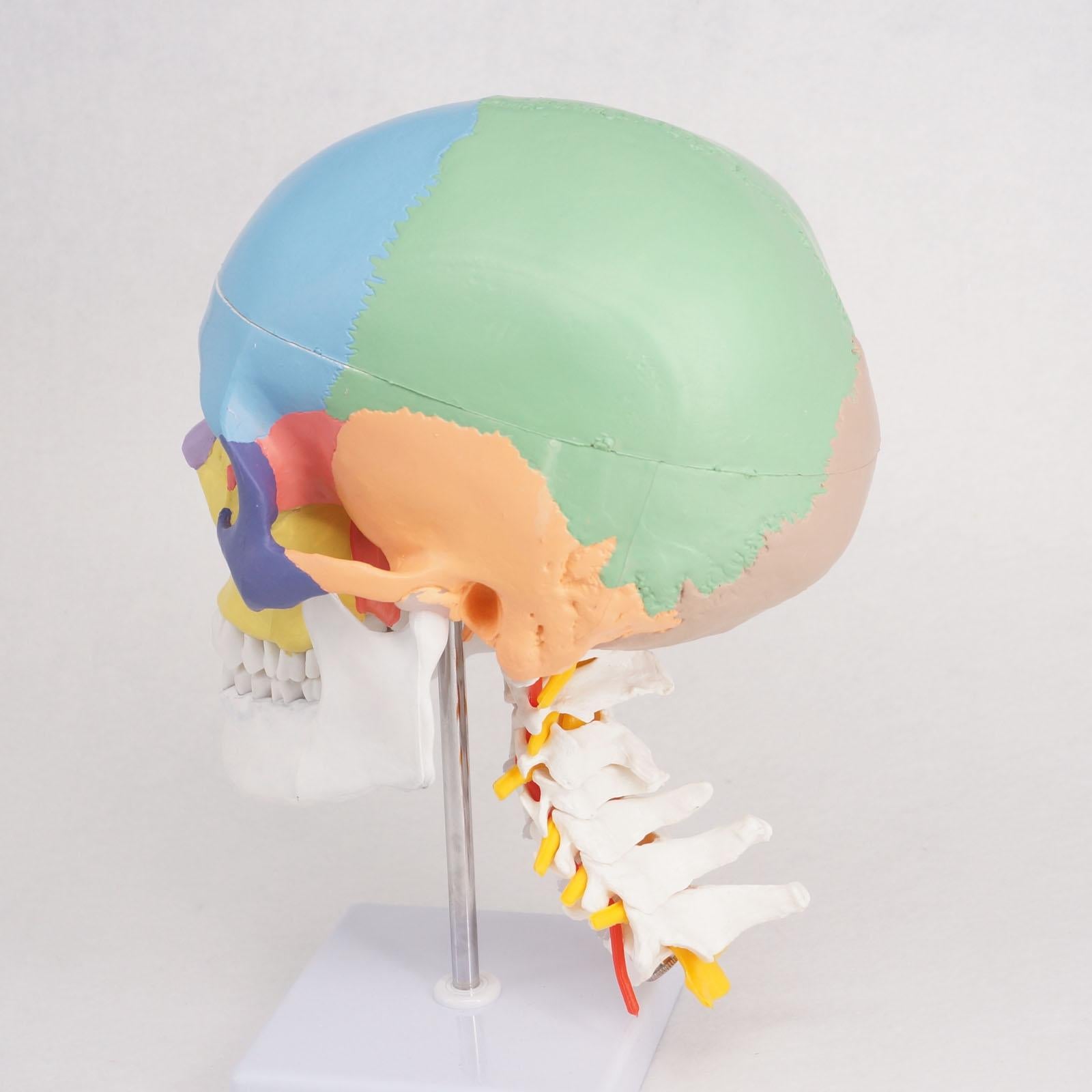 Colored Function Human Skull Cervical Vertebrae with Nerves Anatomical Didactic Model - KiwisLove