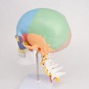Colored Function Human Skull Cervical Vertebrae with Nerves Anatomical Didactic Model - KiwisLove