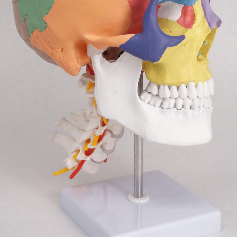 Colored Function Human Skull Cervical Vertebrae with Nerves Anatomical Didactic Model - KiwisLove