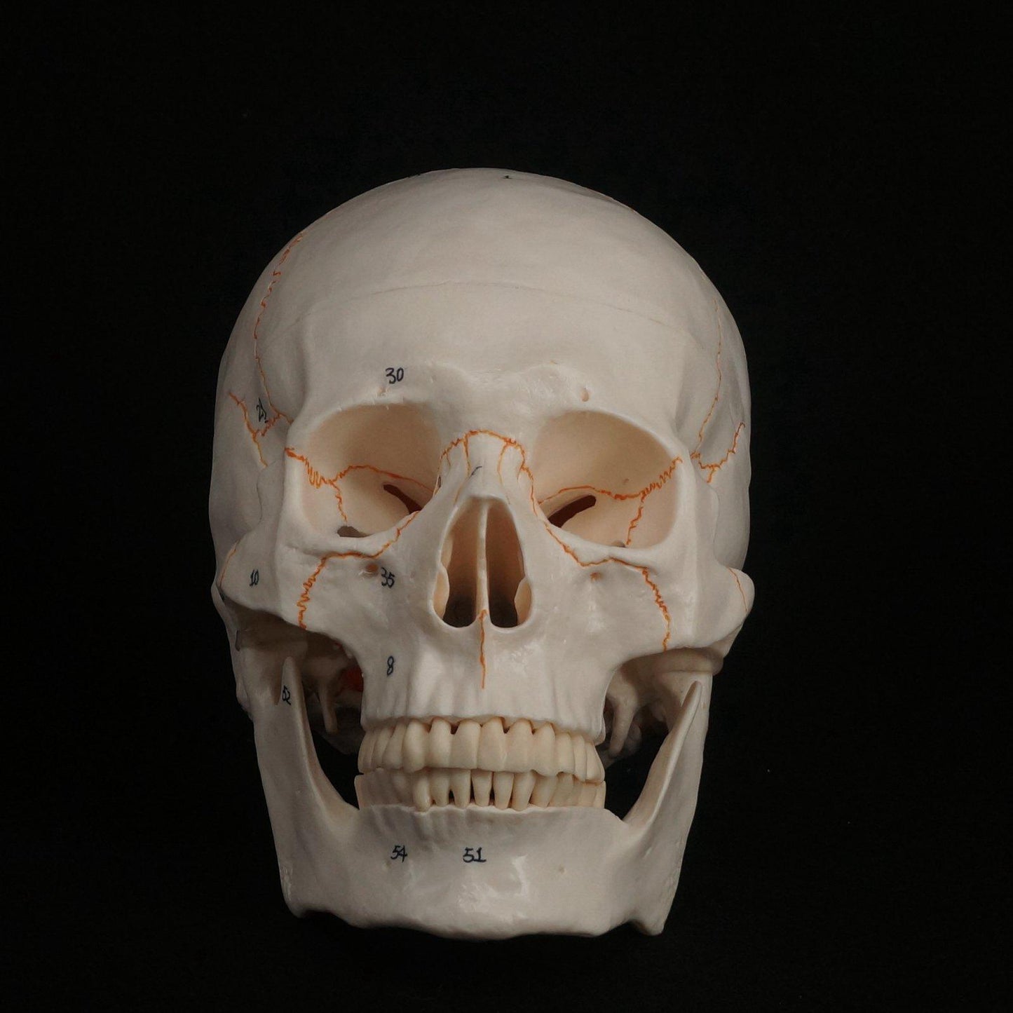 1:1 Numbered Human Head Skull Model Skeleton Medicine Anatomy - KiwisLove