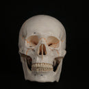 1:1 Numbered Human Head Skull Model Skeleton Medicine Anatomy - KiwisLove