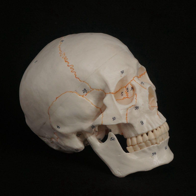 1:1 Numbered Human Head Skull Model Skeleton Medicine Anatomy - KiwisLove