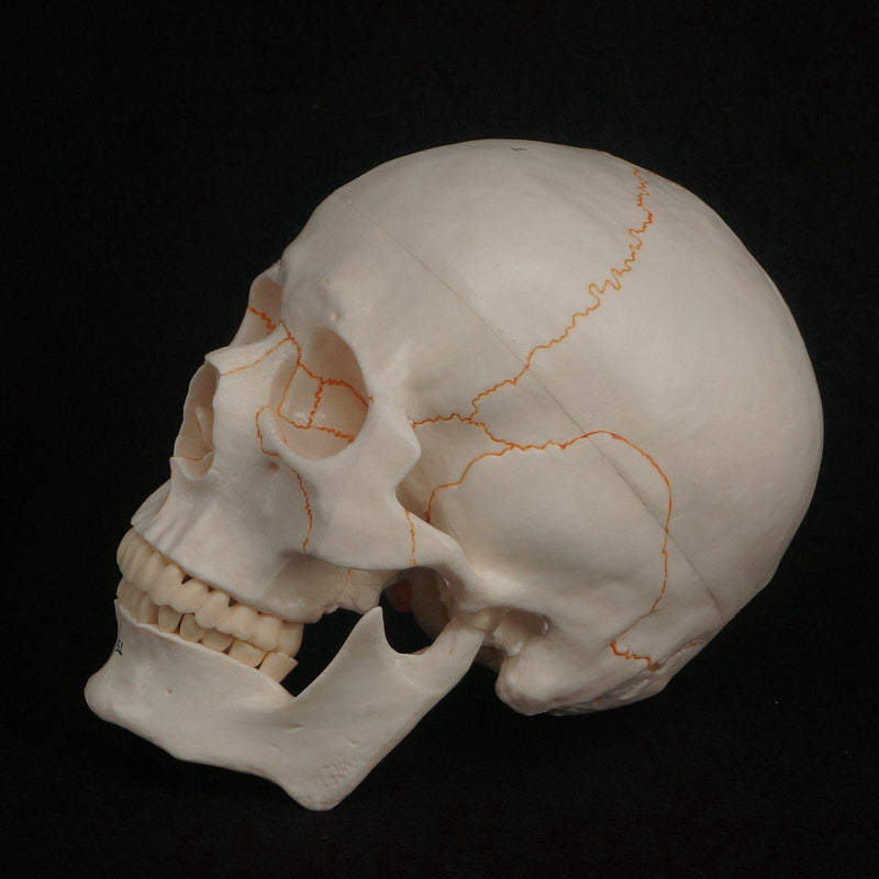 1:1 Numbered Human Head Skull Model Skeleton Medicine Anatomy - KiwisLove