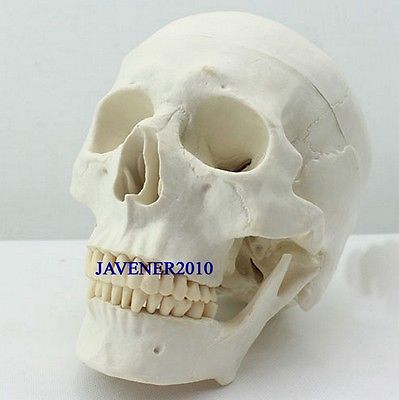 Human Anatomical Anatomy Asian Youth Head Skeleton Skull Medical Model - KiwisLove